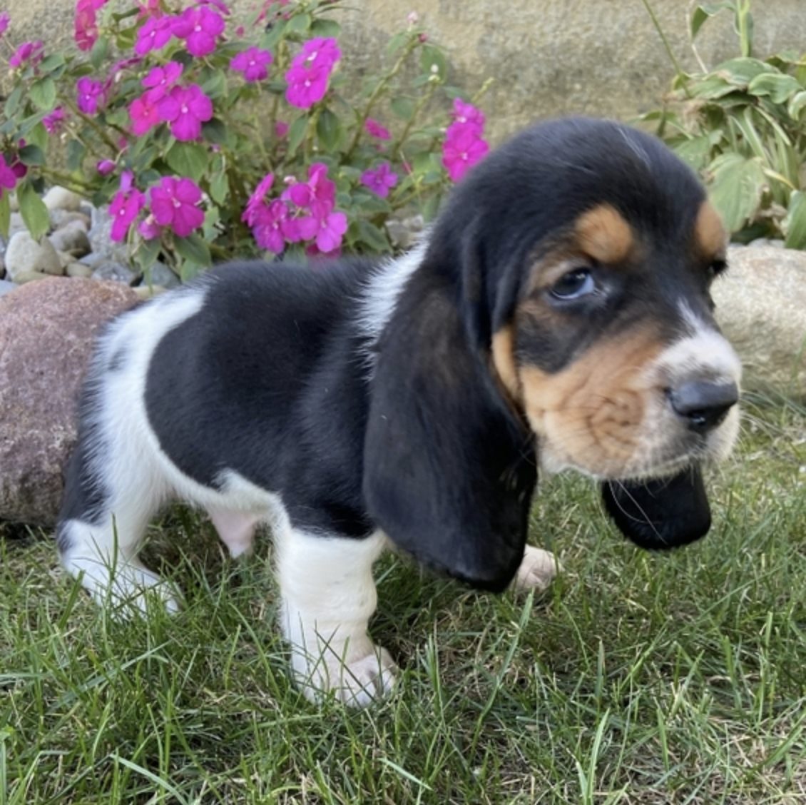 comprar cachorros sanos, baratos y asequibles para la venta